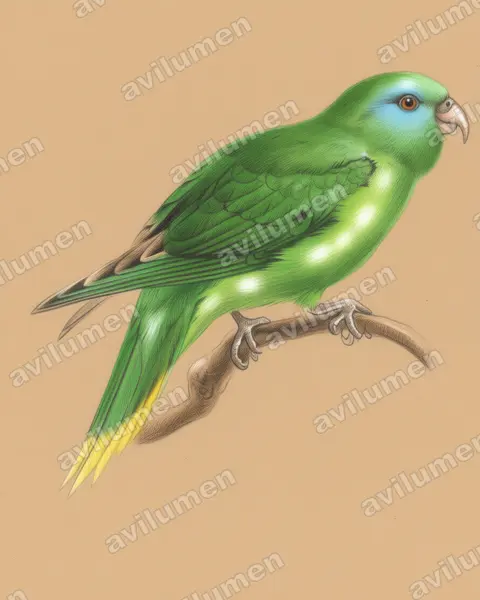Palm Lorikeet（Charmosyna palmarum）的彩色铅笔插画
