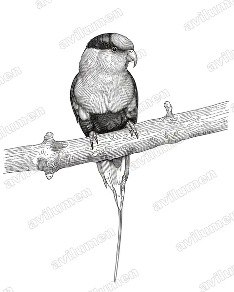 Illustration im Stil Tusche: Papualori (Charmosyna papou)