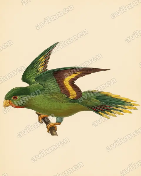 Red-chinned lorikeet（Charmosyna rubrigularis）的古典图版插画
