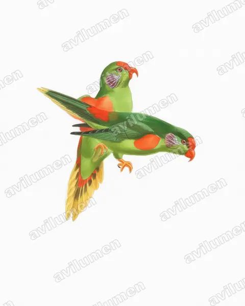 Red-fronted Lorikeet（Charmosyna rubronotata）的水彩插画