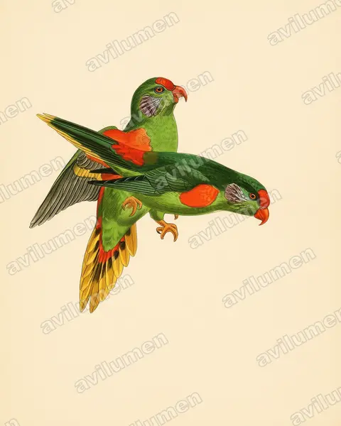 Red-fronted Lorikeet（Charmosyna rubronotata）的古典图版插画