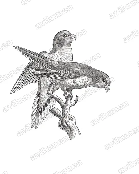 Red-fronted Lorikeet（Charmosyna rubronotata）的钢笔墨线插画