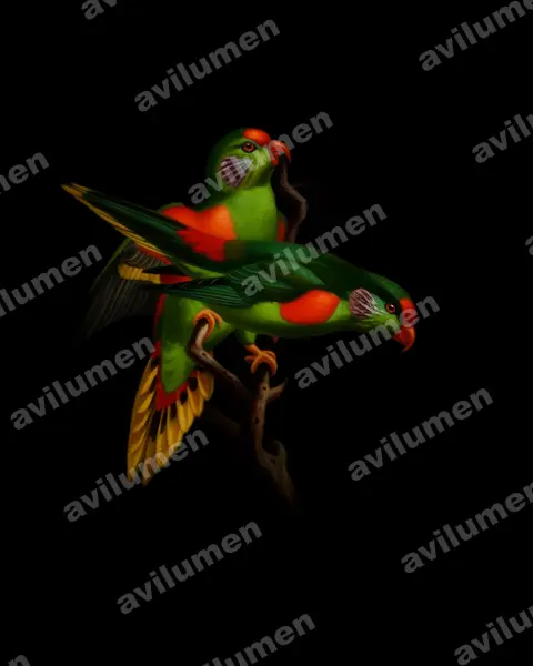 Red-fronted Lorikeet（Charmosyna rubronotata）的油画插画
