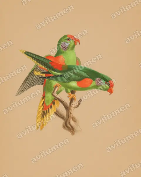 Red-fronted Lorikeet（Charmosyna rubronotata）的彩色铅笔插画