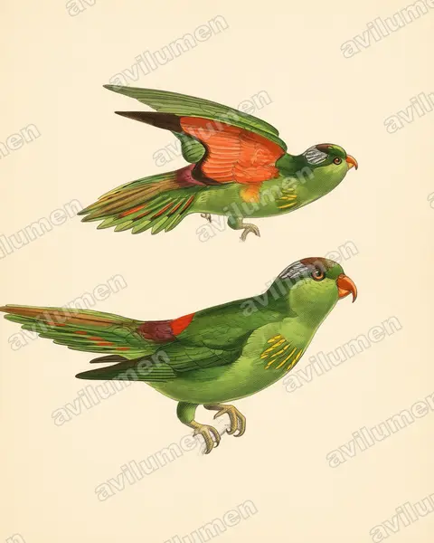 Vintage plate illustration: Charmosyna wilhelminae (Pygmy Lorikeet)