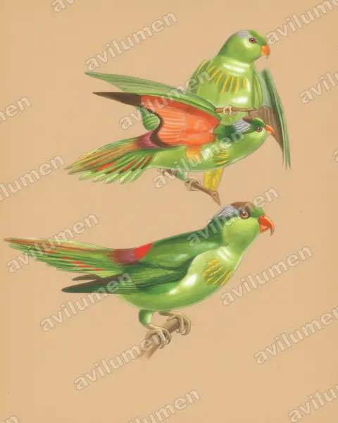 Colored pencil illustration: Charmosyna wilhelminae (Pygmy Lorikeet)