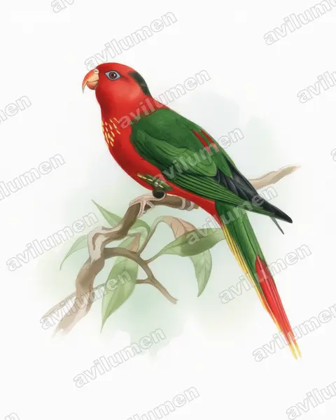 Illustration im Stil Aquarell: Charmosyna pulchella (Charmosynopsis pulchella)