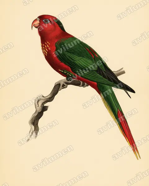 Illustration im Stil Historische Tafel: Charmosyna pulchella (Charmosynopsis pulchella)