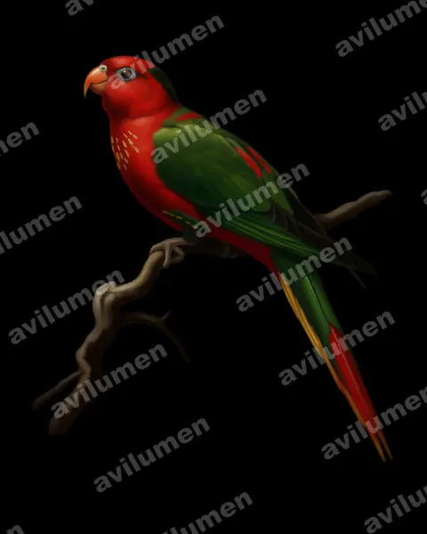 Illustration im Stil Öl: Charmosyna pulchella (Charmosynopsis pulchella)