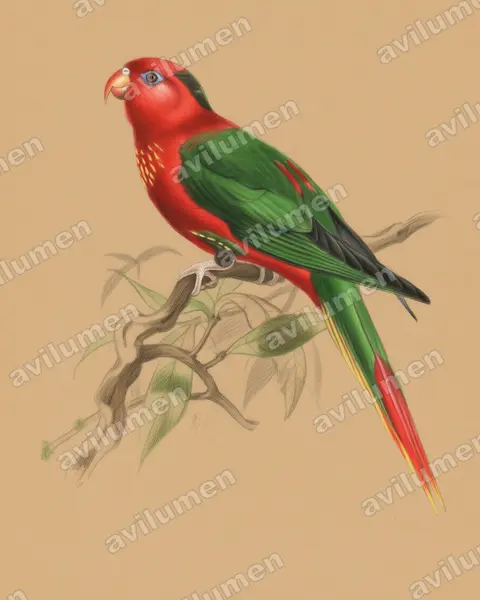 Illustration im Stil Buntstift: Charmosyna pulchella (Charmosynopsis pulchella)