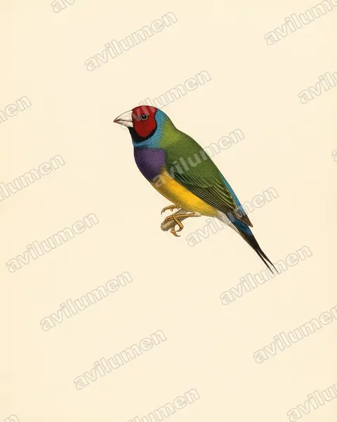 Ilustración en Lámina antigua: Chloebia gouldiae (Erythrura gouldiae)