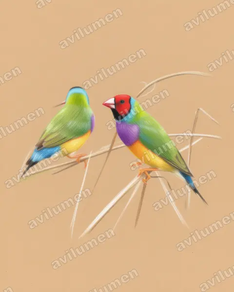 Ilustración en Lápiz de color: Chloebia gouldiae (Erythrura gouldiae)