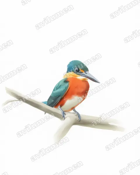 Illustration im Stil Aquarell: Erzfischer (Chloroceryle aenea)