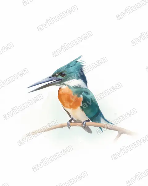 Illustration im Stil Aquarell: Amazonasfischer (Chloroceryle amazona)