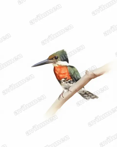 Illustration im Stil Aquarell: Grünfischer (Chloroceryle americana)