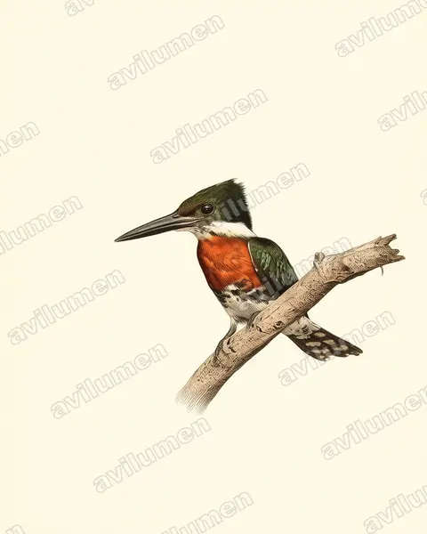 Illustration im Stil Historische Tafel: Grünfischer (Chloroceryle americana)