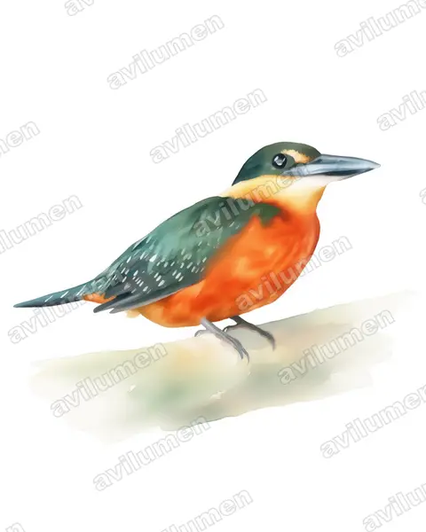 Watercolor illustration: Chloroceryle inda (Green-and-rufous Kingfisher)