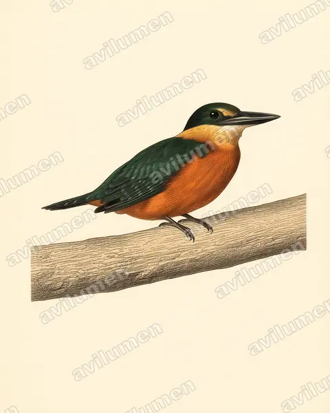 Vintage plate illustration: Chloroceryle inda (Green-and-rufous Kingfisher)