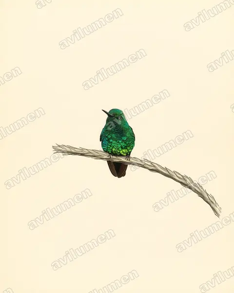 花园翠蜂鸟（Chlorostilbon assimilis）的古典图版插画