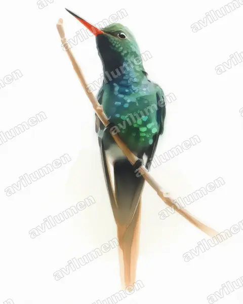 Watercolor illustration: Chlorostilbon auriceps (Golden-crowned emerald)