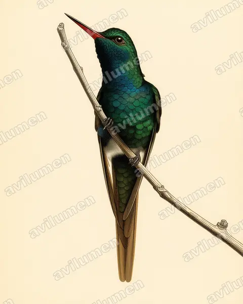 Vintage plate illustration: Chlorostilbon auriceps (Golden-crowned emerald)