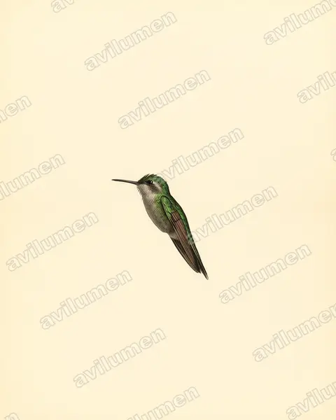 Illustration im Stil Historische Tafel: Schwalbenschwanz-Smaragdkolibri (Chlorostilbon forficatus)