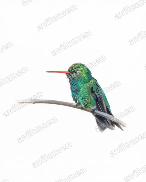 Illustration im Stil Aquarell: Goldbauch-Smaragdkolibri (Chlorostilbon lucidus)