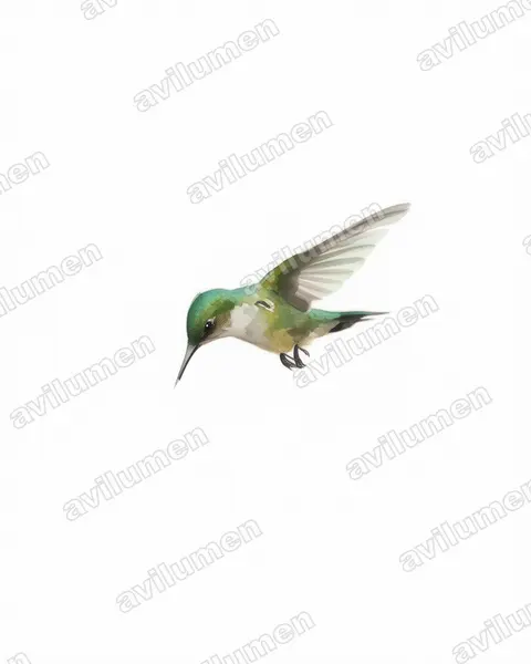 Watercolor illustration: Chlorostilbon maugaeus (Puerto Rican emerald)