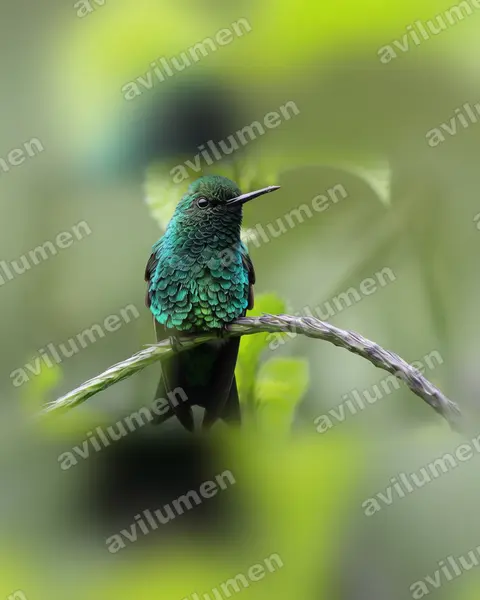 西方翠蜂鸟（Chlorostilbon melanorhynchus）的写实插画
