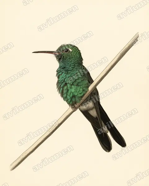 Illustration Planche ancienne : Chlorostilbon ricordii (Émeraude de Ricord)