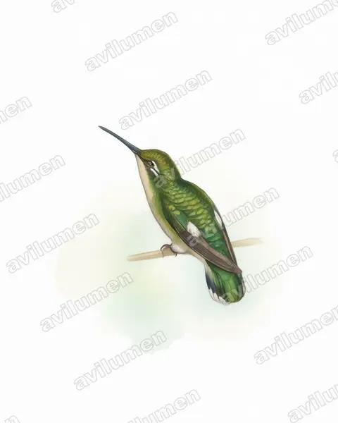 Illustration Aquarelle : Chlorostilbon stenurus (Émeraude à queue étroite)