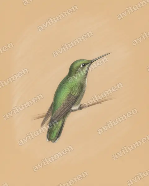 Illustration Crayon de couleur : Chlorostilbon stenurus (Émeraude à queue étroite)