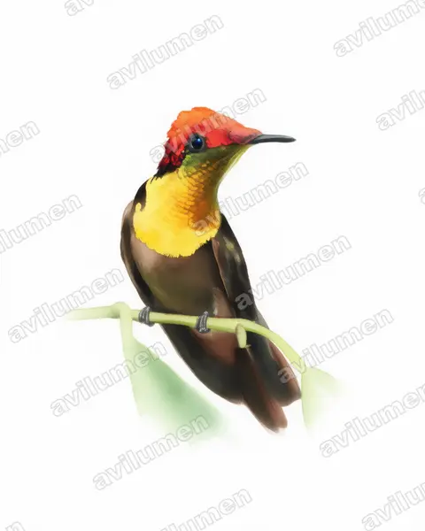 Illustration Aquarelle : Chrysolampis mosquitus (Colibri rubis-topaze)