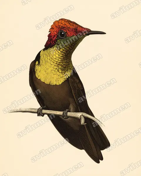 Illustration Planche ancienne : Chrysolampis mosquitus (Colibri rubis-topaze)