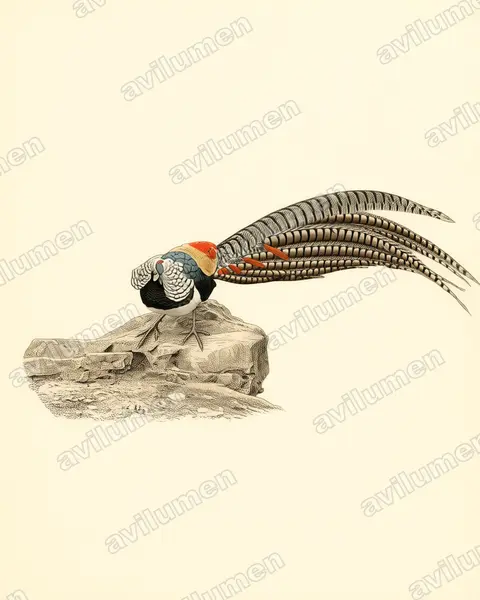 Illustration Planche ancienne : Chrysolophus amherstiae (Faisan de Lady Amherst)