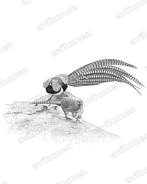 Illustration Encre : Chrysolophus amherstiae (Faisan de Lady Amherst)