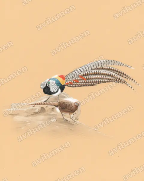 Illustration Crayon de couleur : Chrysolophus amherstiae (Faisan de Lady Amherst)