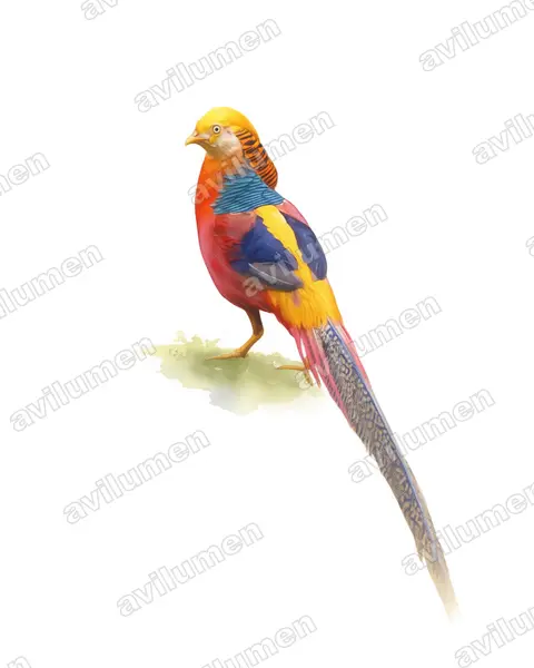 Watercolor illustration: Chrysolophus pictus (Golden Pheasant)