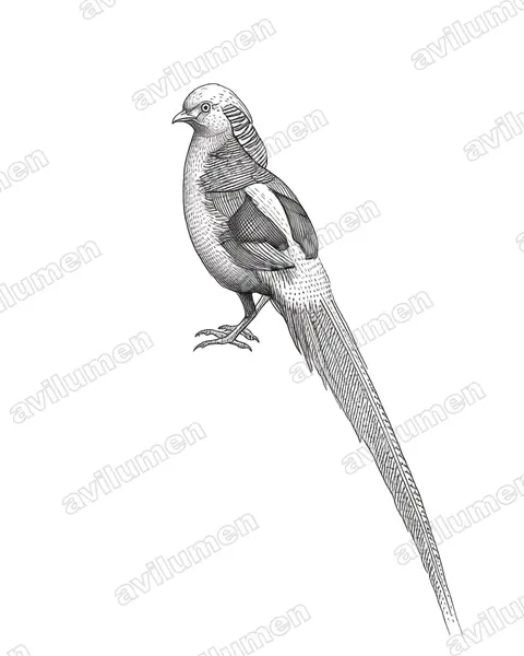 Ink illustration: Chrysolophus pictus (Golden Pheasant)