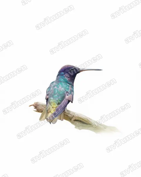 Illustration Aquarelle : Chrysuronia oenone (Saphir œnone)