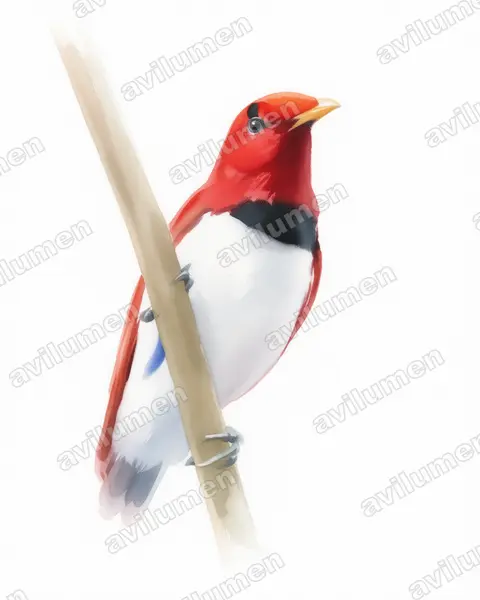Watercolor illustration: Cicinnurus regius (King Bird-of-paradise)