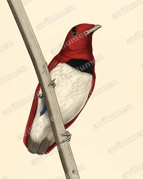 Vintage plate illustration: Cicinnurus regius (King Bird-of-paradise)