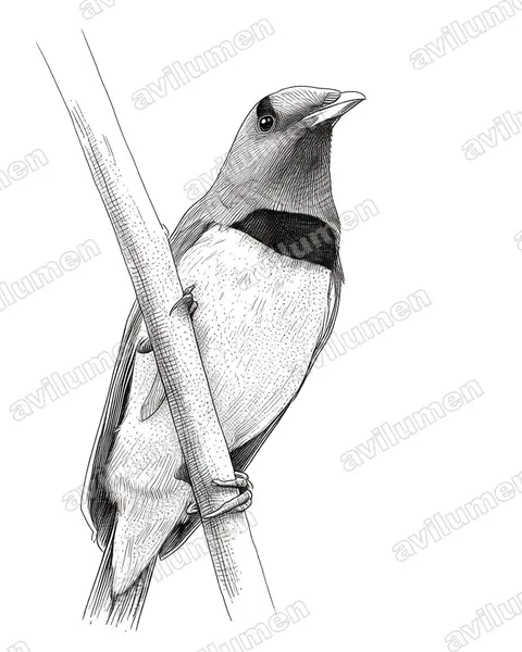Ink illustration: Cicinnurus regius (King Bird-of-paradise)