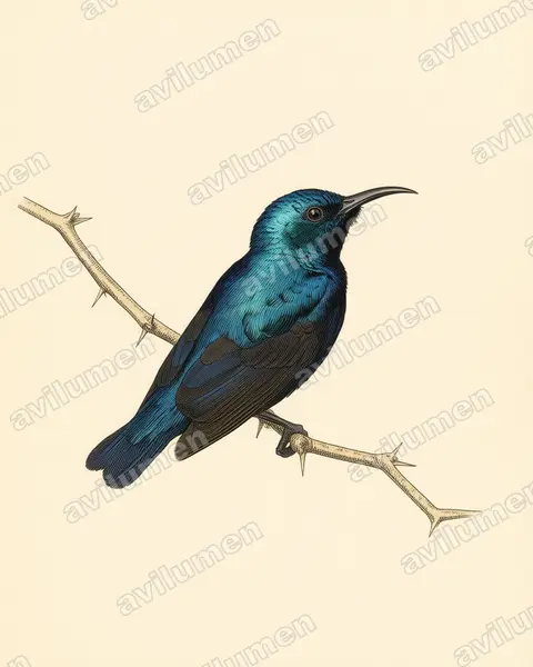 Vintage plate illustration: Cinnyris asiaticus (Purple Sunbird)