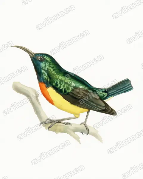 Illustration Aquarelle : Cinnyris coquerellii (Souïmanga de Mayotte)
