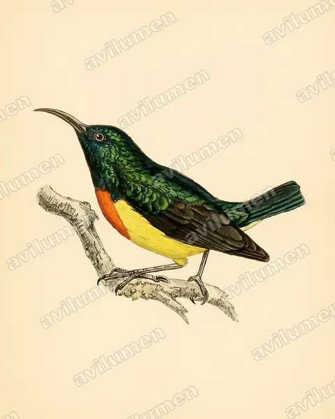 Illustration Planche ancienne : Cinnyris coquerellii (Souïmanga de Mayotte)