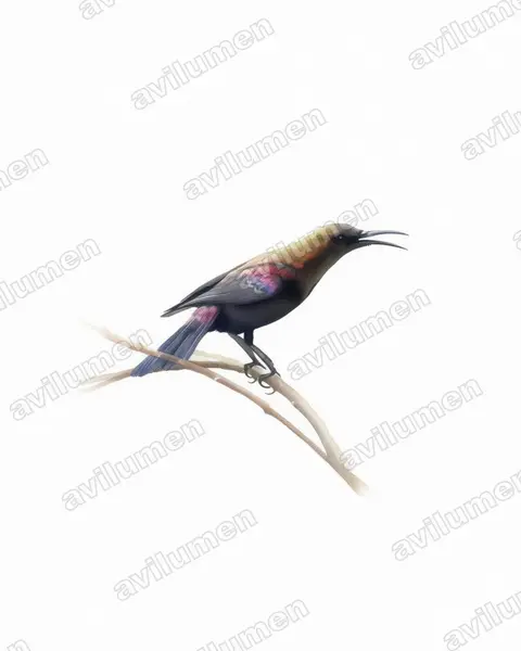 Ilustración en Acuarela: Cinnyris cupreus (Suimanga cobrizo)