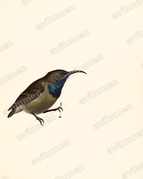 Seychelles sunbird（Cinnyris dussumieri）的古典图版插画