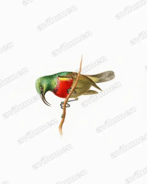 Forest double-collared sunbird(Cinnyris fuelleborni)的水彩插画