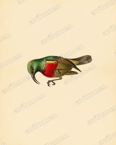 Forest double-collared sunbird(Cinnyris fuelleborni)的古典图版插画
